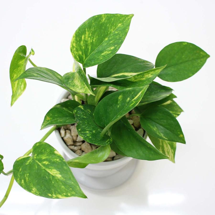 観葉植物 送料無料 空気も浄化するといわれているポトス ホワイト陶器鉢 丸ロング 陶器製のお皿付き G4 Pothosw1 ブルーミングスケープ 通販 Yahoo ショッピング