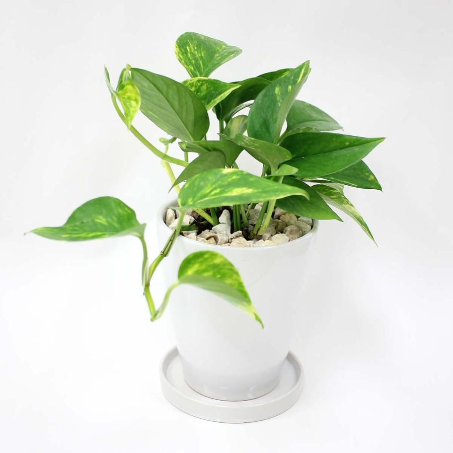 観葉植物 送料無料 空気も浄化するといわれているポトス ホワイト陶器鉢 丸ロング 陶器製のお皿付き G4 Pothosw1 ブルーミングスケープ 通販 Yahoo ショッピング
