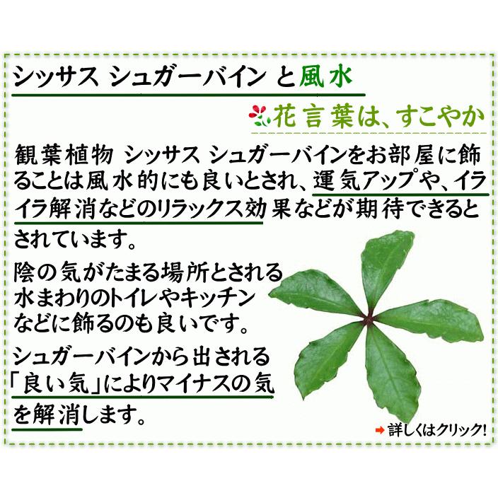 観葉植物 シッサス シュガーバイン 5号 スクエアプラスチック鉢 鉢皿付き 送料無料 G4 Sugarsp ブルーミングスケープ 通販 Yahoo ショッピング