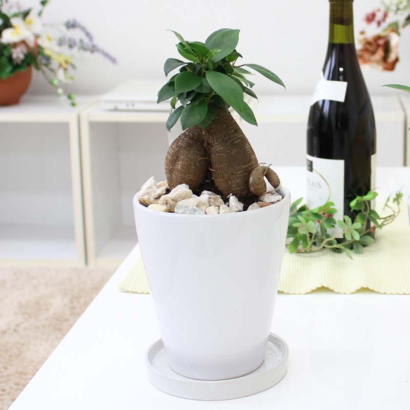 観葉植物 幸せを見守る樹 ガジュマル 5号 ホワイト陶器鉢 丸ロング 1
