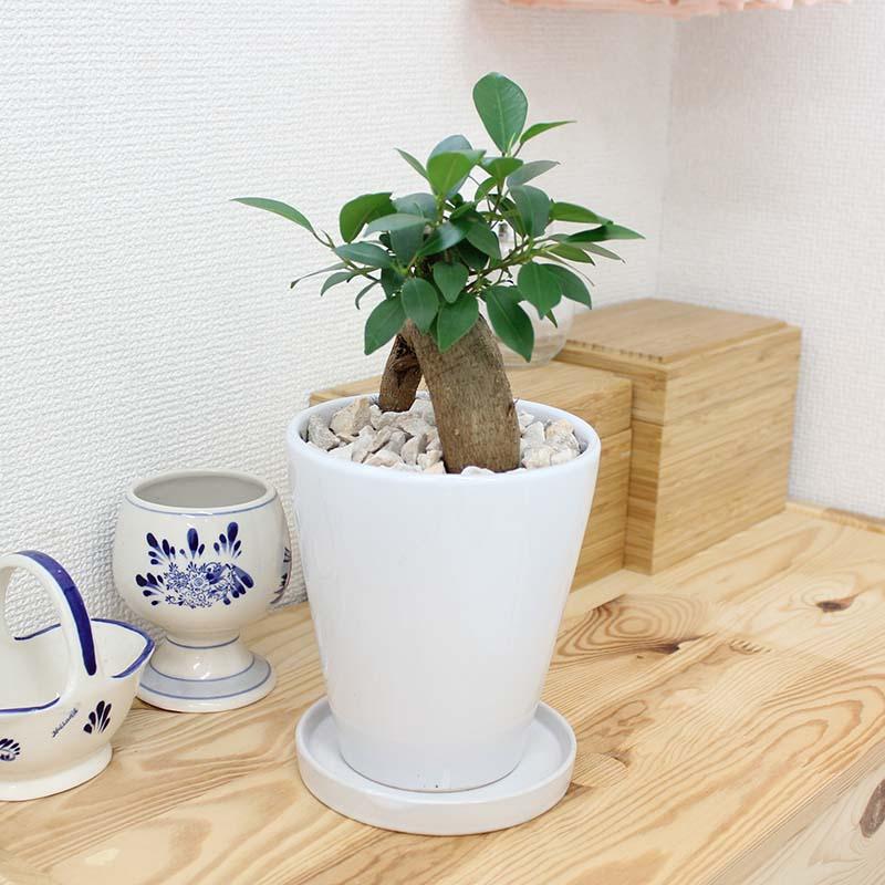 観葉植物 幸せを見守る樹 ガジュマル 5号 ホワイト陶器鉢 丸ロング 1