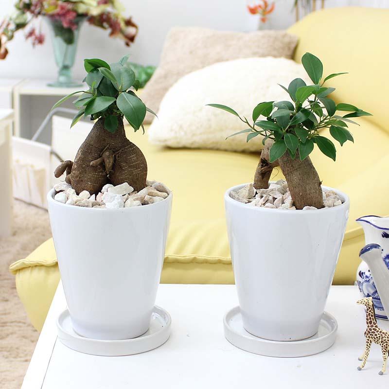 観葉植物 幸せを見守る樹 ガジュマル 5号 ホワイト陶器鉢 丸ロング 1