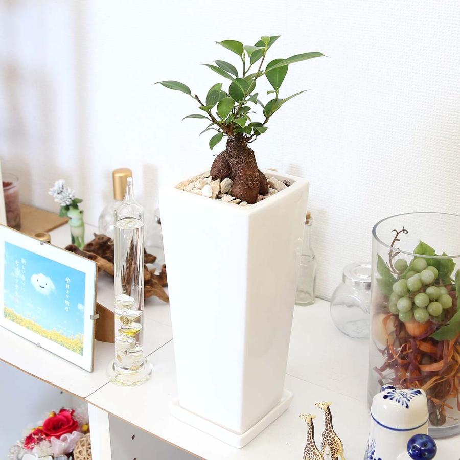 1494円 上質 ガジュマル 白陶器鉢 5号 精霊の宿る木 フィカス ゴムの