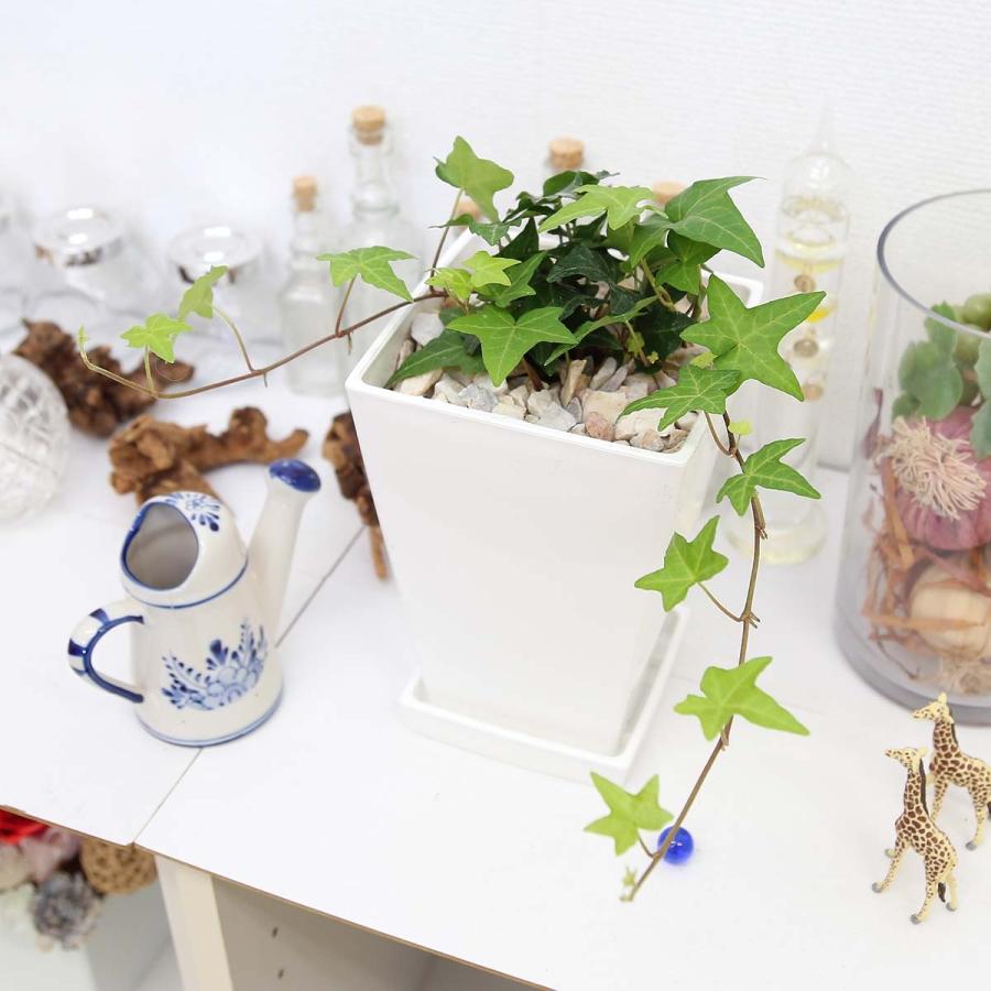 観葉植物 空気も浄化するといわれているアイビー 5号 ホワイトスクエア 