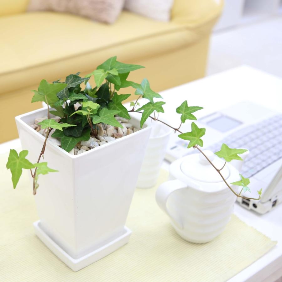観葉植物 空気も浄化するといわれているアイビー 5号 ホワイトスクエア 