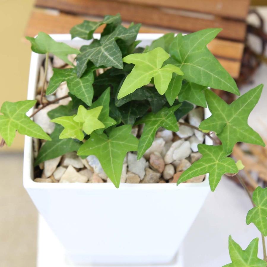 観葉植物 空気も浄化するといわれているアイビー 5号 ホワイトスクエア 