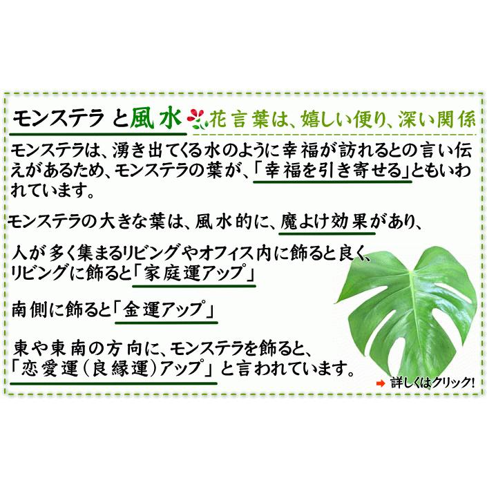 観葉植物 モンステラ 5号 ホワイトスクエア陶器鉢鉢 ストレート 送料無料 メーカー公式