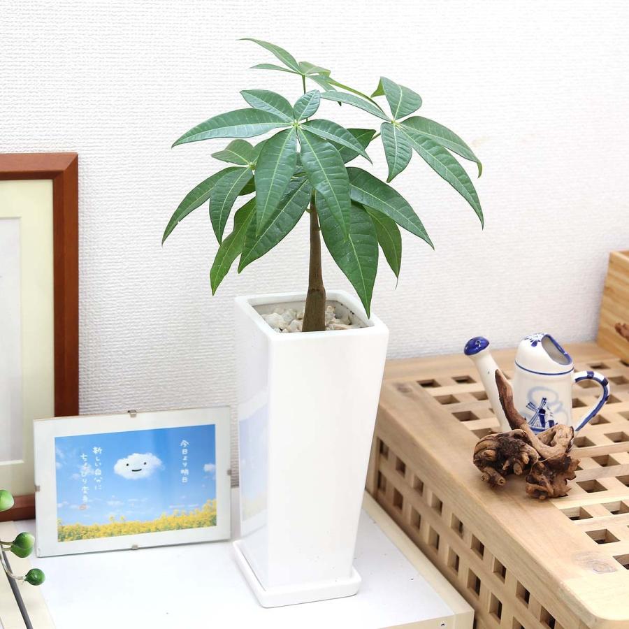 観葉植物 珍しい実生苗 1本朴のパキラ 5号 ホワイト陶器鉢 陶器お皿付き 送料無料 G5 Pakiraw ブルーミングスケープ 通販 Yahoo ショッピング
