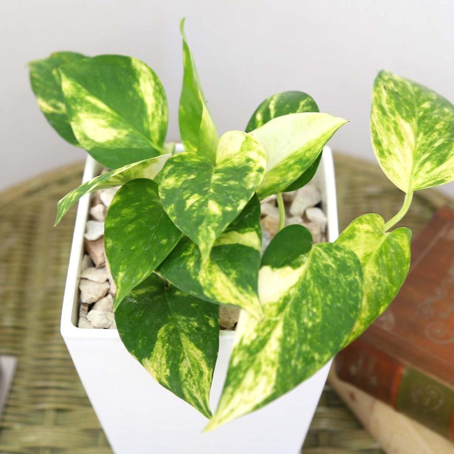 観葉植物 空気も浄化するといわれているポトス 5号 ホワイト