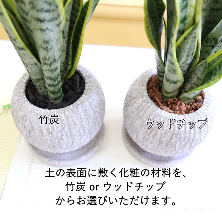 空気を浄化するといわれているサンスベリア 5号 セメント鉢 丸ボール形