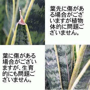 空気を浄化するといわれているサンスベリア 5号 セメント鉢 丸ボール形