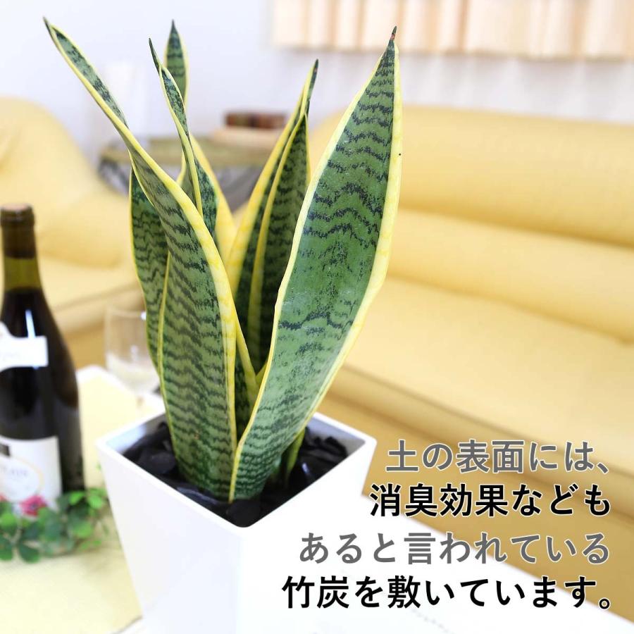 観葉植物 おしゃれ 風水 ギフト 空気を浄化するといわれているサンスベリア 5号 スクエアプラスチック鉢 送料無料 G5 Sansuwr ブルーミングスケープ 通販 Yahoo ショッピング