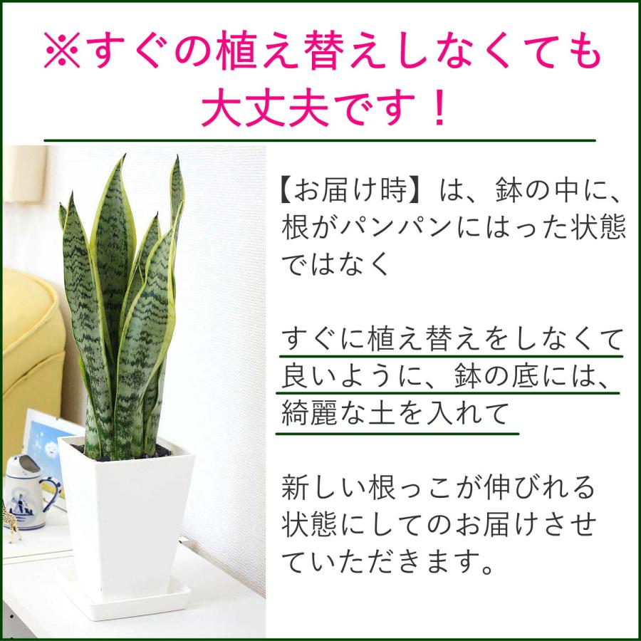 空気を浄化するといわれているサンスベリア 5号 プラスチック鉢 1鉢