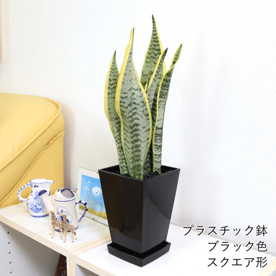 空気を浄化するといわれているサンスベリア 5号 プラスチック鉢 1鉢