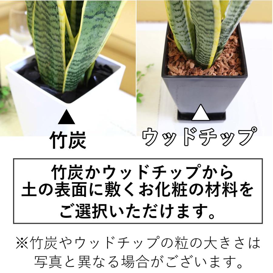 空気を浄化するといわれているサンスベリア 5号 プラスチック鉢 1鉢
