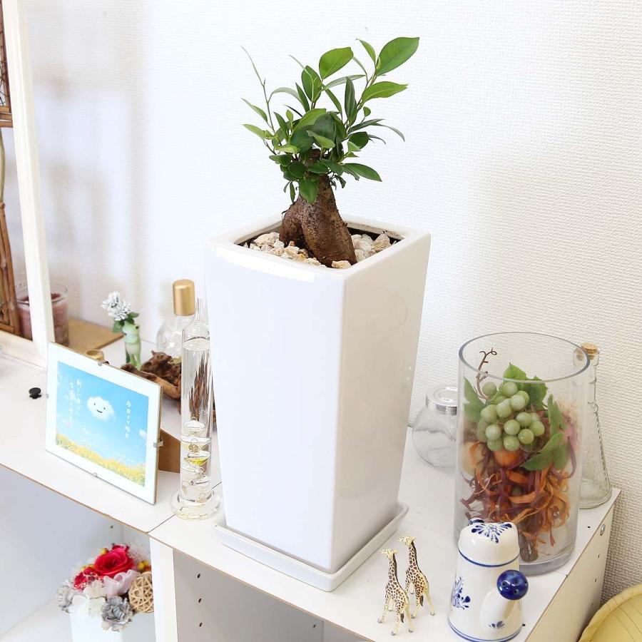 1439円 人気のクリスマスアイテムがいっぱい 観葉植物 妖精がすんでいると言われている幸せを見守るの木 ガジュマル 6号 ホワイトスクエア陶器鉢 ストレート 送料無料