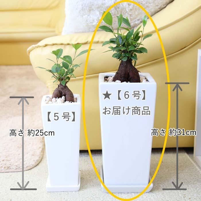 観葉植物 妖精がすんでいると言われている幸せを見守るの木 ガジュマル 6号 ホワイトスクエア陶器鉢 ストレート 送料無料 G6 Gazyugw ブルーミングスケープ 通販 Yahoo ショッピング
