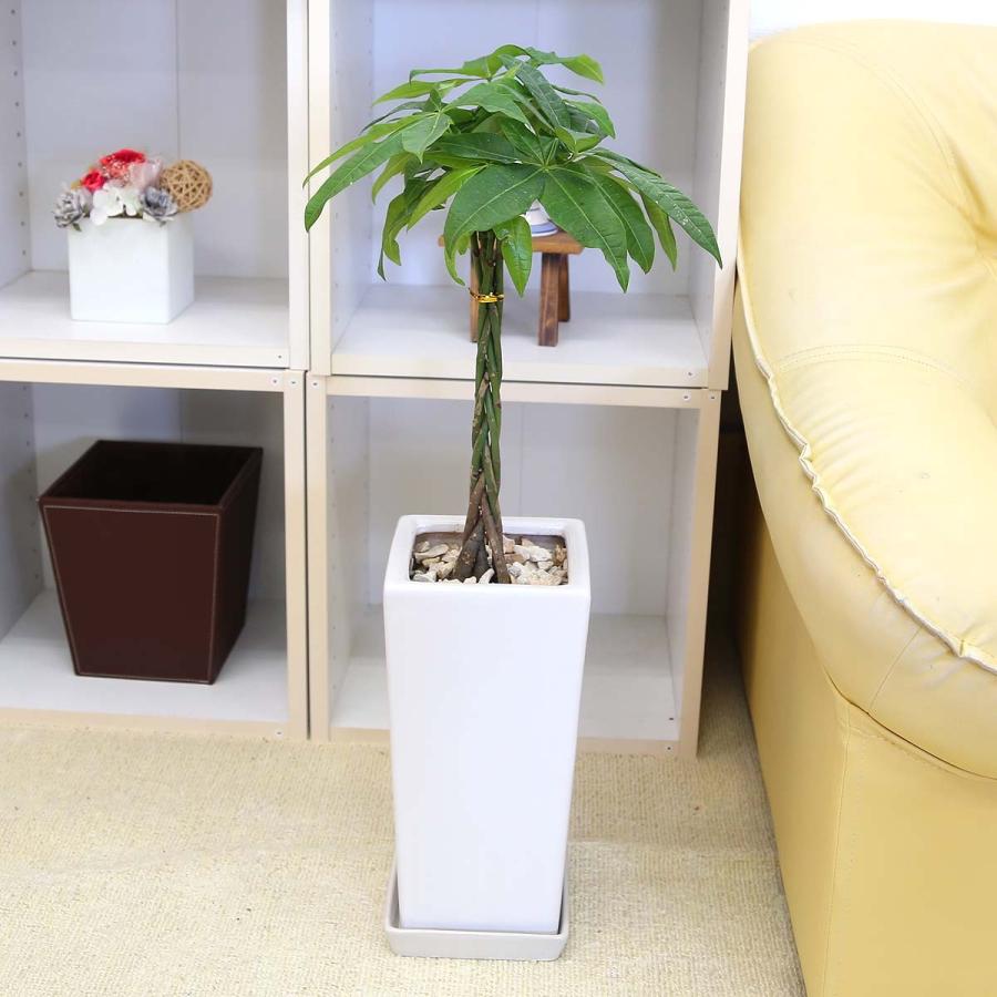 33 割引グレイ系 かわいい 育てやすい観葉植物 2点 陶器鉢お皿付き 植物 観葉植物 インテリア 住まい 小物グレイ系 Pumpkinranch Com