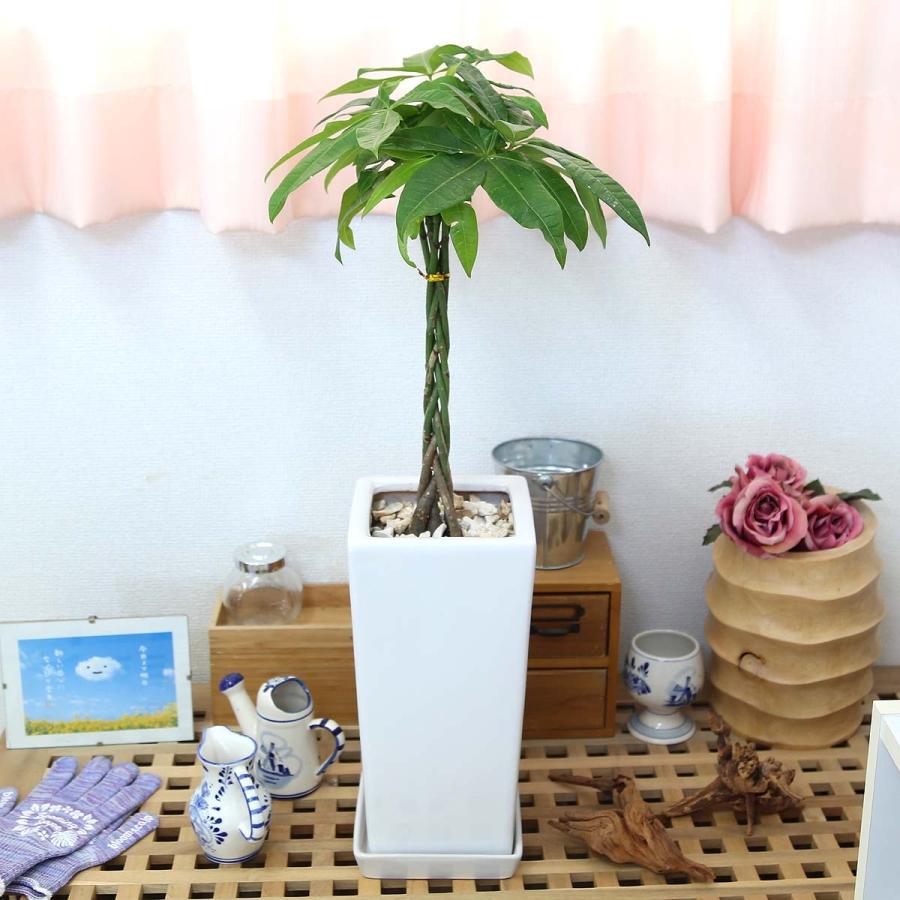 33 割引グレイ系 かわいい 育てやすい観葉植物 2点 陶器鉢お皿付き 植物 観葉植物 インテリア 住まい 小物グレイ系 Pumpkinranch Com