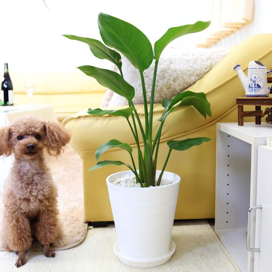 観葉植物 南国のやさしさ伝わるストレリチア（ストレチア 