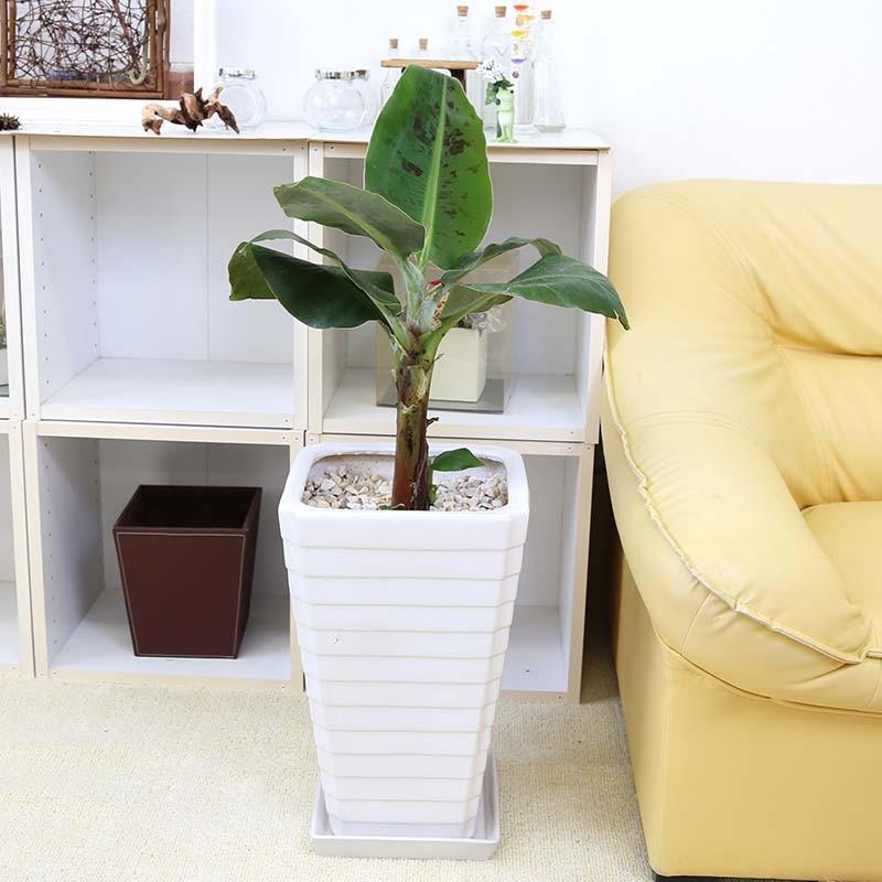 観葉植物 バナナの木 8号 ホワイトスクエア陶器鉢 Gタイプ 送料無料 :g7-bananaws:ブルーミングスケープ - 通販