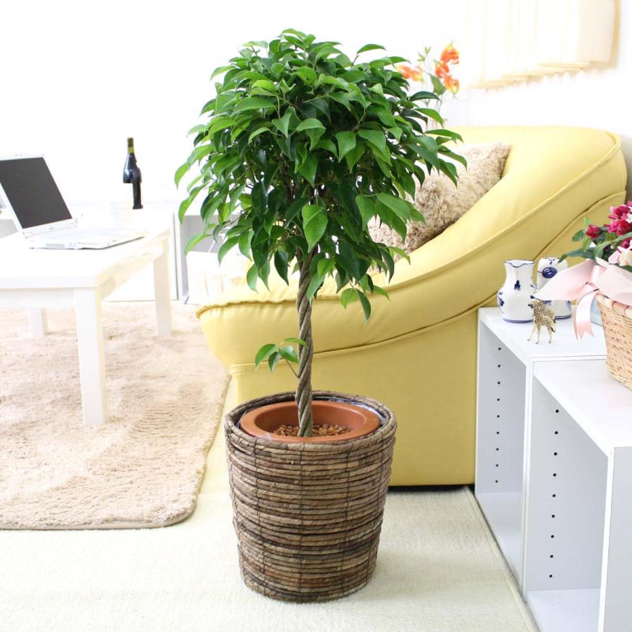 観葉植物 茶色の鉢付き  ベンジャミン ベンジャミン 7号鉢+ブラウンバスケット鉢カバー 土の表面：ウッド