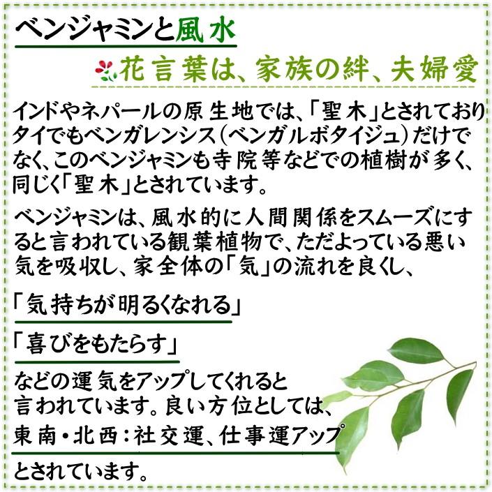 売れ済特注 観葉植物　ベンジャミン 7号鉢+ホワイトバスケット鉢カバー 土の表面：ウッドチップ 送料無料