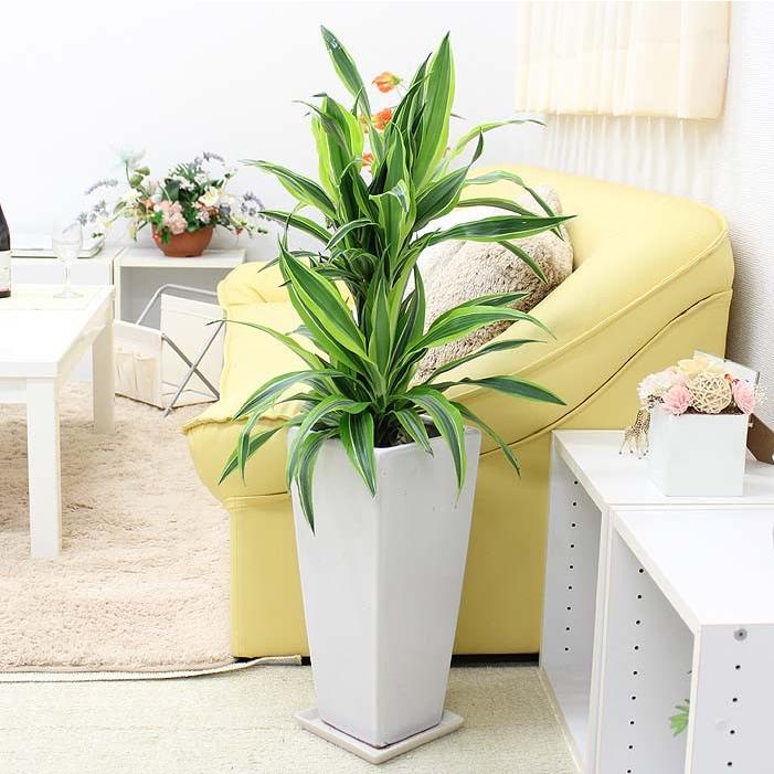 観葉植物 珍しい ドラセナ デレメンシス レモンライム 選べる陶器植え 7号 Zタイプ 送料無料 G7 Deremenzr ブルーミングスケープ 通販 Yahoo ショッピング