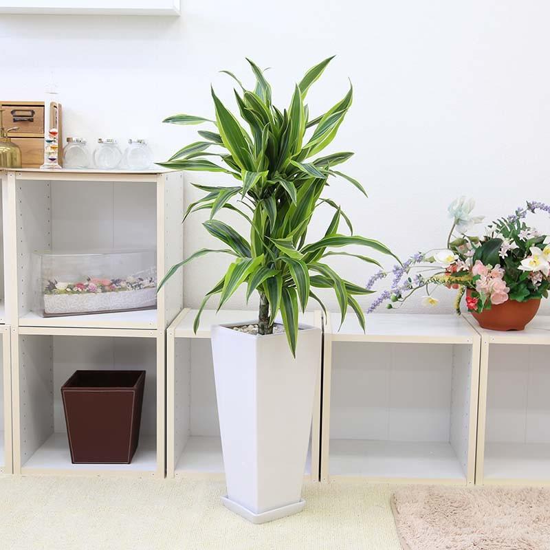 観葉植物 珍しい！ドラセナ デレメンシス レモンライム ホワイト