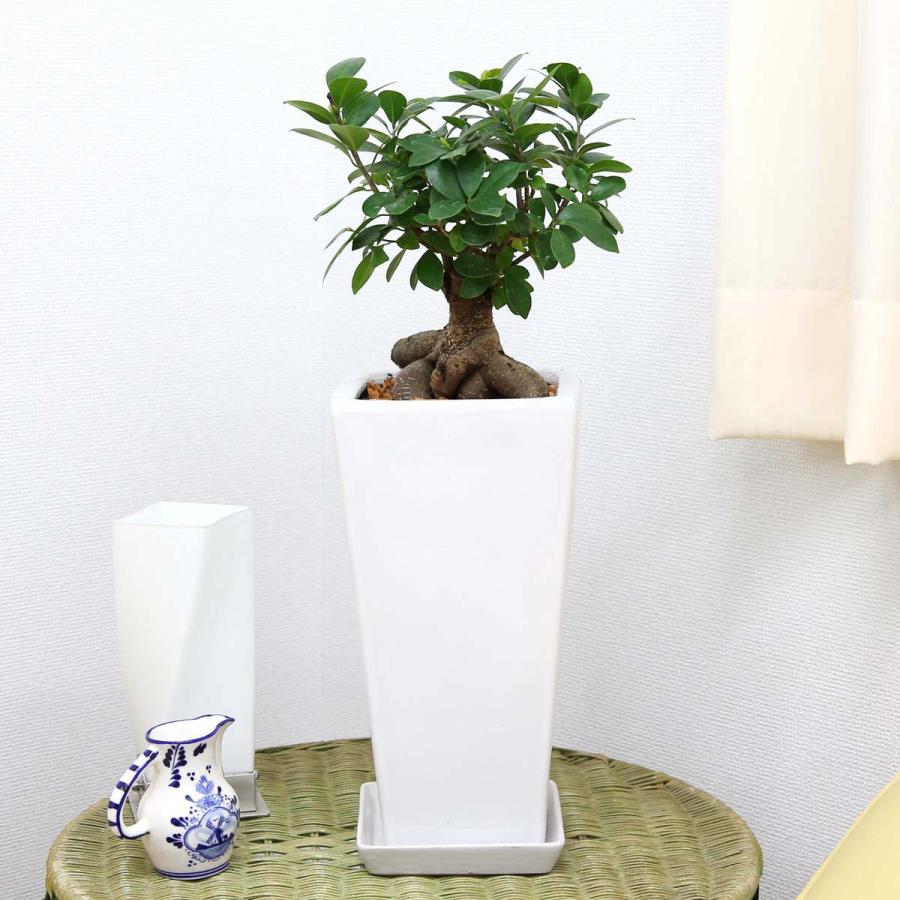 妖精がすんでいると言われている幸せを見守るの木！ガジュマル