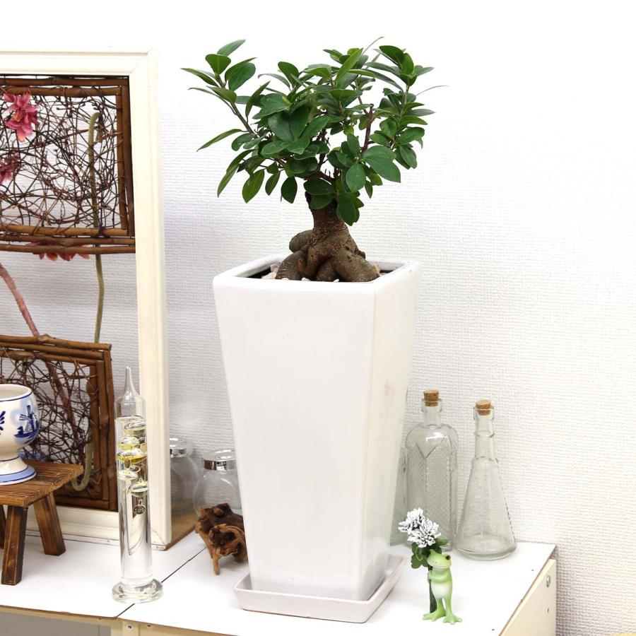 観葉植物 妖精がすんでいると言われている幸せを見守るの木 ガジュマル スクエア陶器鉢 7号 ストレート 送料無料 G7 Gazyugw ブルーミングスケープ 通販 Yahoo ショッピング