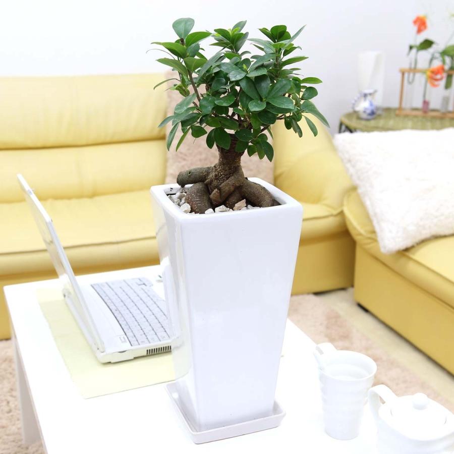 観葉植物 妖精がすんでいると言われている幸せを見守るの木 ガジュマル スクエア陶器鉢 7号 ストレート 送料無料 G7 Gazyugw ブルーミングスケープ 通販 Yahoo ショッピング