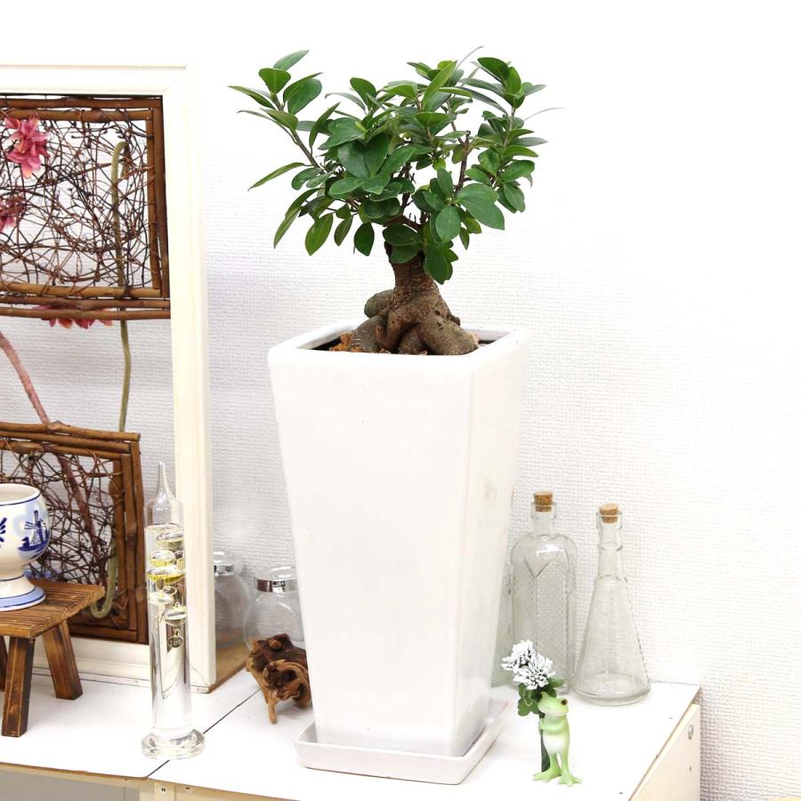 妖精がすんでいると言われている幸せを見守るの木！ガジュマル