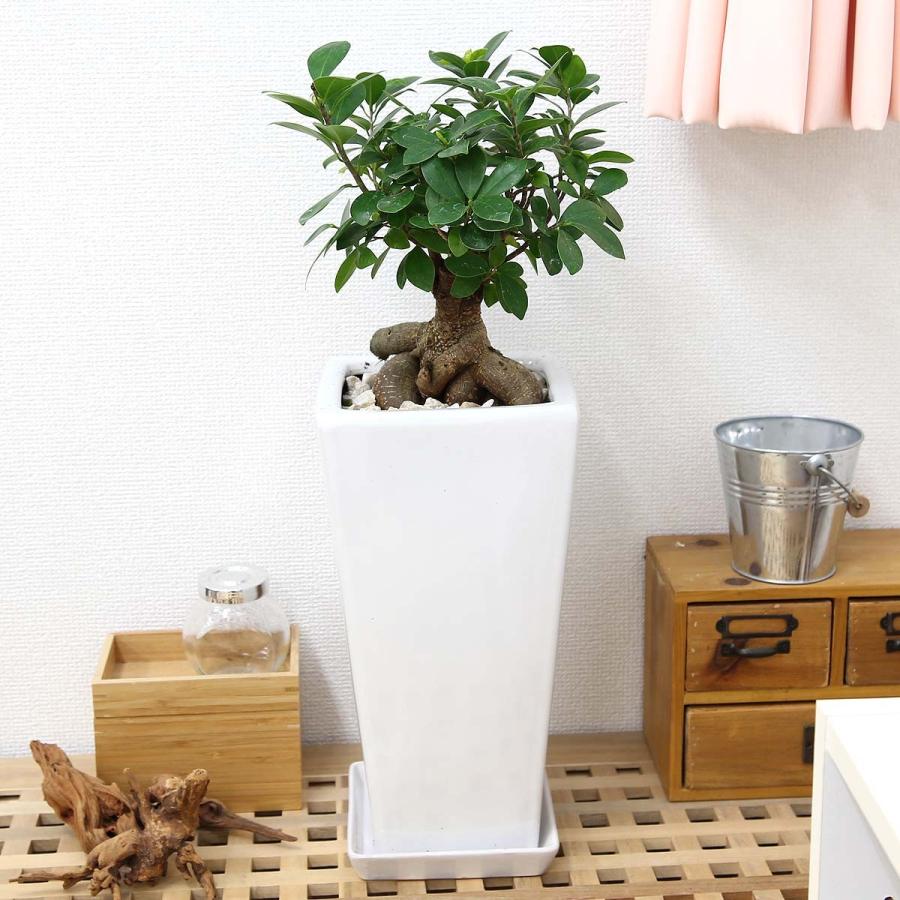 観葉植物 妖精がすんでいると言われている幸せを見守るの木 ガジュマル スクエア陶器鉢 7号 ストレート 送料無料 G7 Gazyugw ブルーミングスケープ 通販 Yahoo ショッピング