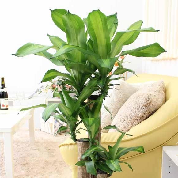 観葉植物 幸福の木 7号（朴タイプ）+ブラウンバスケット鉢カバー 土の