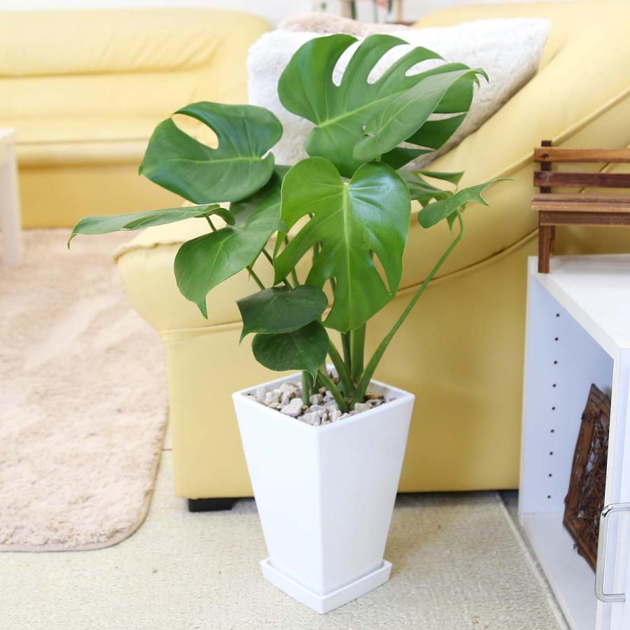 観葉植物 モンステラ 7号 ホワイトスクエアプラスチック鉢 土の表面