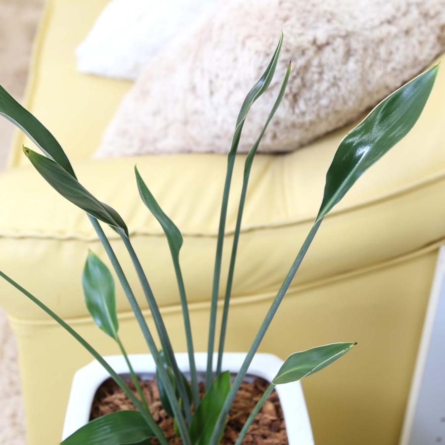 ストレリチア ノンリーフ 7号 スクエアホワイト陶器鉢 Gタイプ＋陶器製