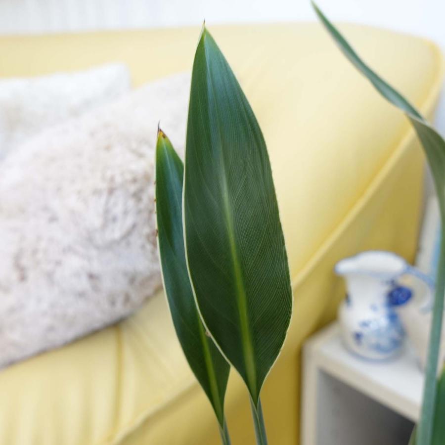 ストレリチア ノンリーフ 7号 スクエアホワイト陶器鉢 Gタイプ＋陶器製