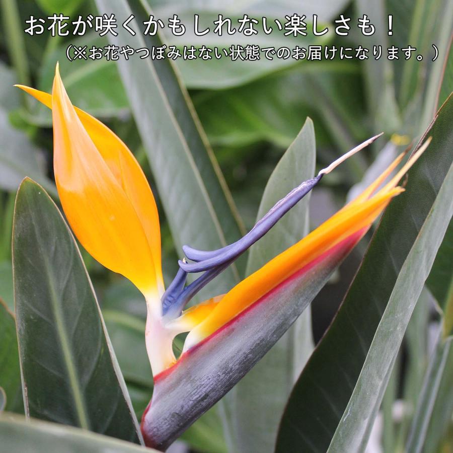 ストレリチア ノンリーフ 7号 スクエアホワイト陶器鉢 Gタイプ＋陶器製