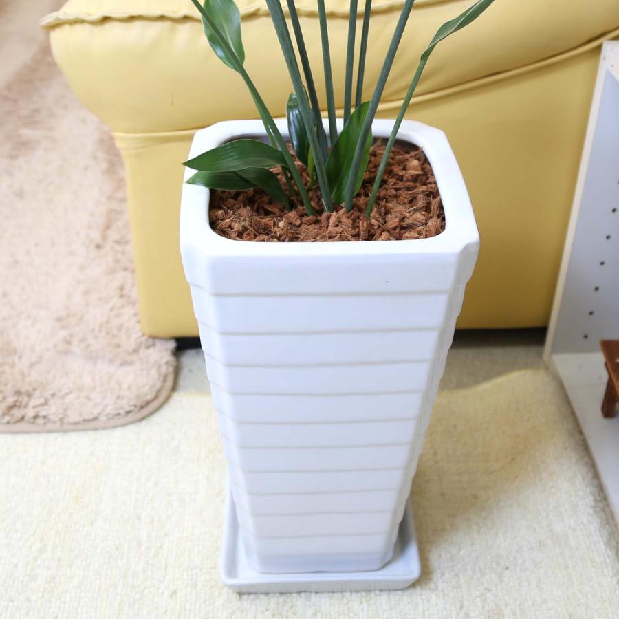 ストレリチア ノンリーフ 7号 スクエアホワイト陶器鉢 Gタイプ＋陶器製