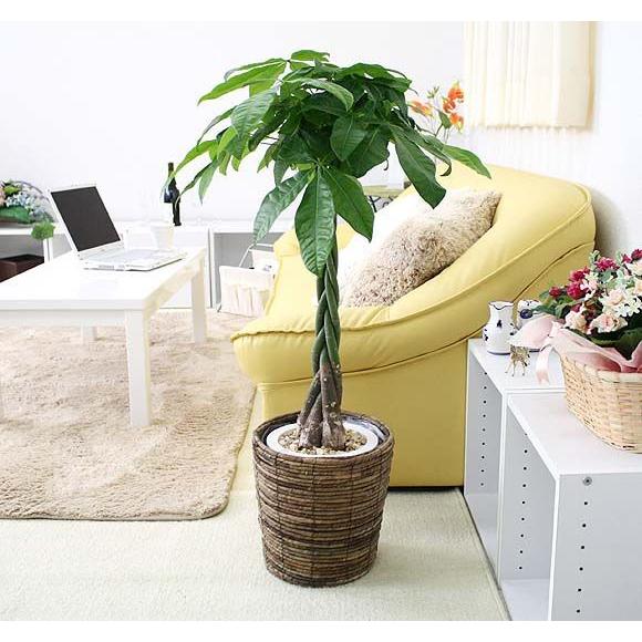 パキラ 7号鉢+ブラウンバスケット鉢カバー｜観葉植物 風水 ギフト