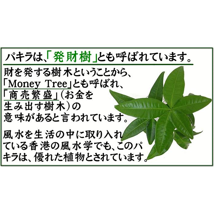 パキラ 7号鉢+ブラウンバスケット鉢カバー｜観葉植物 風水 ギフト_11