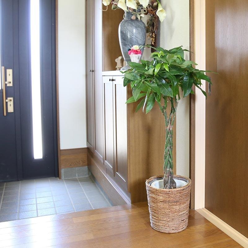 パキラ 7号鉢+ブラウンバスケット鉢カバー｜観葉植物 風水 ギフト_2