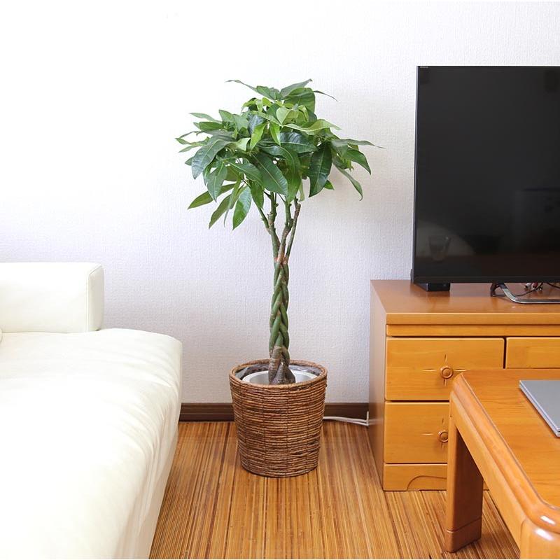 パキラ 7号鉢+ブラウンバスケット鉢カバー｜観葉植物 風水 ギフト_3