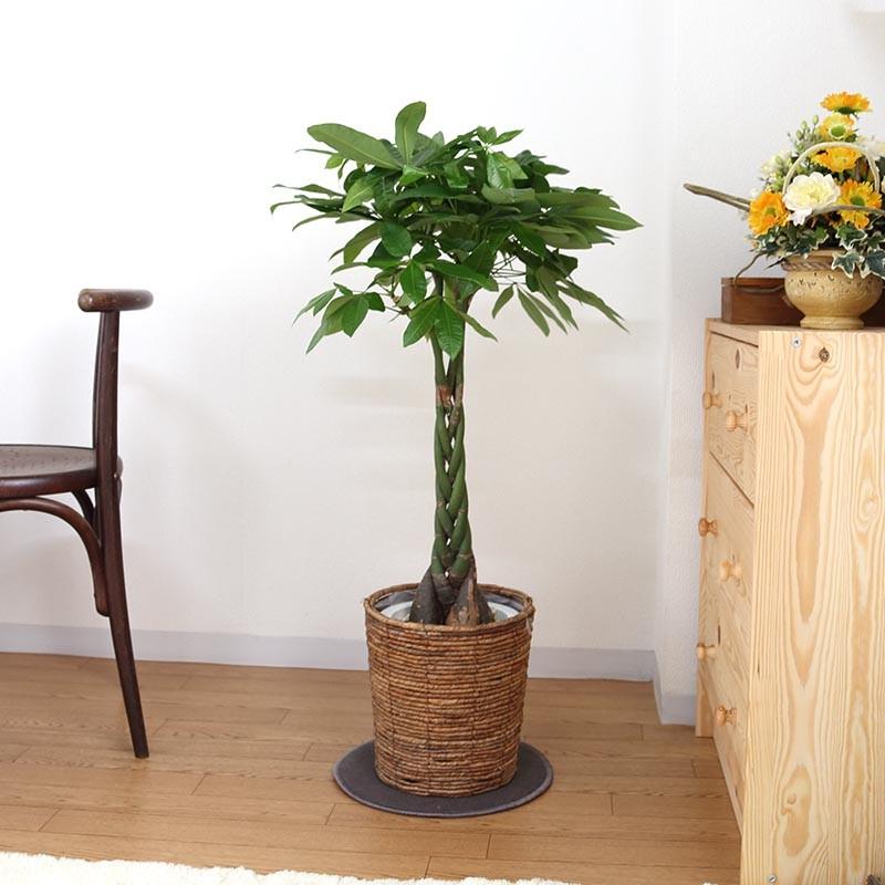 パキラ 7号鉢+ブラウンバスケット鉢カバー｜観葉植物 風水 ギフト_5