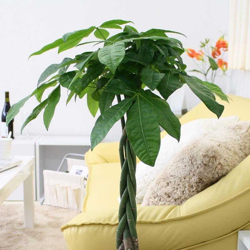 パキラ 7号鉢+ブラウンバスケット鉢カバー｜観葉植物 風水 ギフト_7