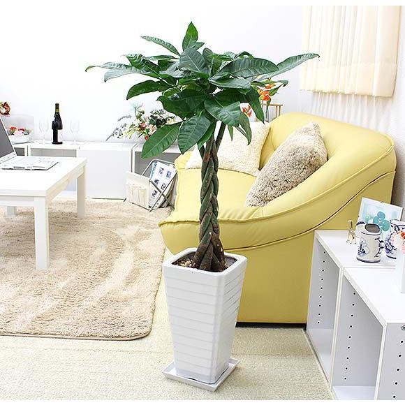 観葉植物　スタイリッシュ!人気のパキラ 7号+ホワイト陶器鉢Ｇタイプ　土の表面：化粧石