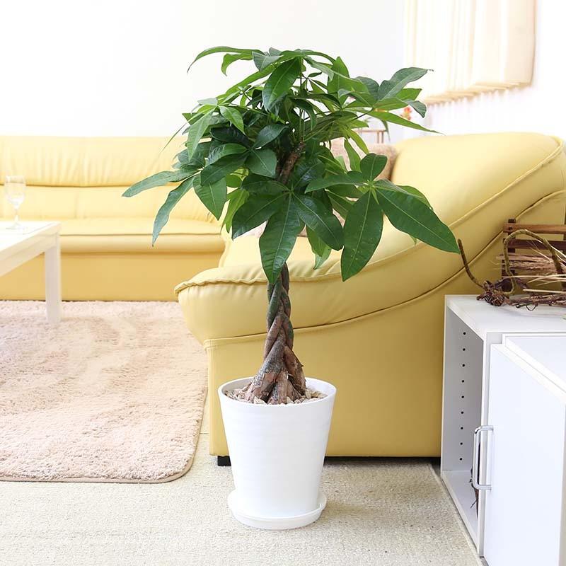 年最新海外 観葉植物 パキラ 7号鉢 選べるセラアート鉢 送料無料 50 Off Lamaimuaythaicamp Com