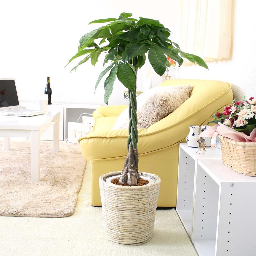 激安ブランド 観葉植物 パキラ 7号鉢 ホワイトバスケット鉢カバー 送料無料 史上最も激安 Www Maxipiso Com Ar