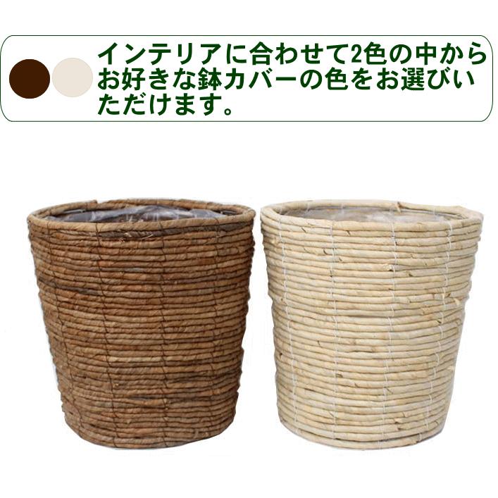 観葉植物 空気を浄化するといわれているサンスベリア 7号 選べる